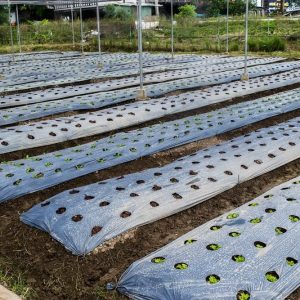 Mulching Paper Plastic Sheet for Agriculture, 4ft x 400m - 30 Micron ( White)