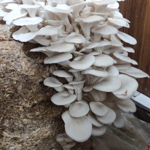 Oyster Florida Mushroom