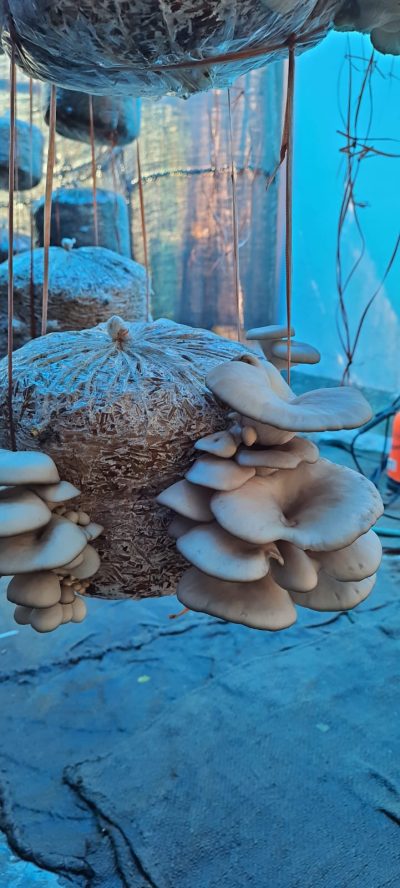 Oyster Sajor Caju mushroom spawn/Seeds