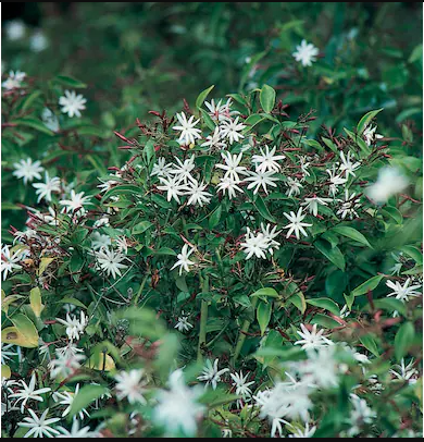 Angel wing jasmine Climbers Live Plant with pot - First Delivery - Image 5