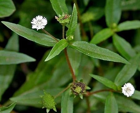 Bhringraj Plant / Eclipta prostrata Medicinal live plant /Leaves - Image 5