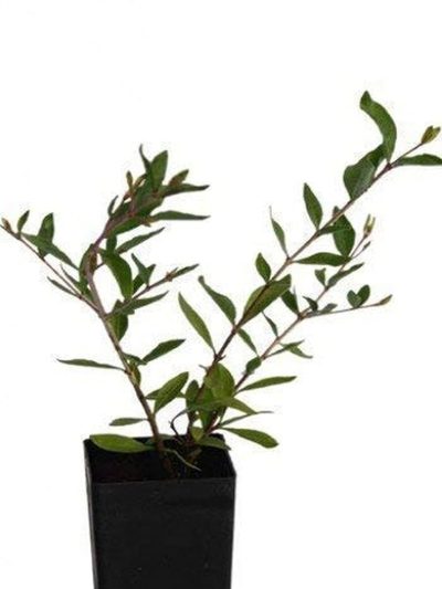 Mehandi , henna Plant, मेहंदी का पौधा (Lawsonia inermis) - First Delivery - Image 3