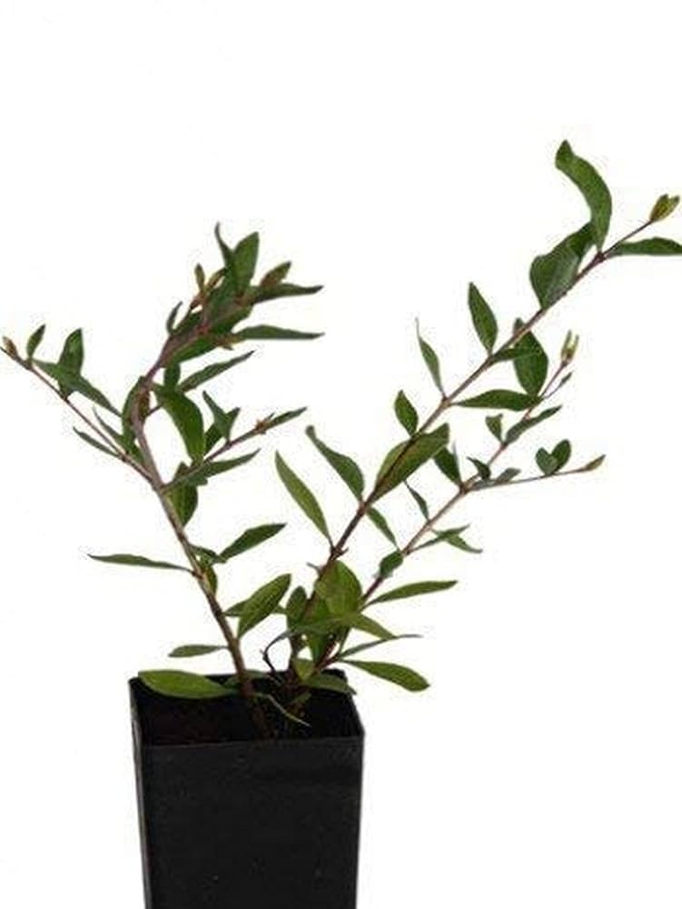 Mehandi , henna Plant, मेहंदी का पौधा (Lawsonia inermis) - First Delivery - Image 3