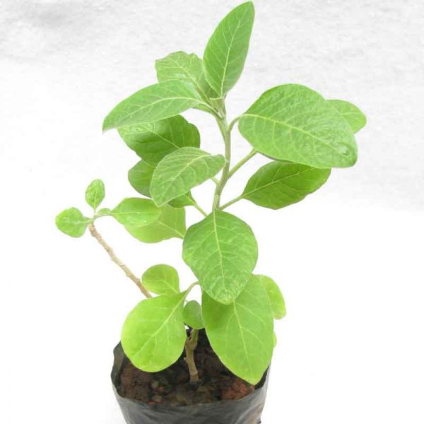 Ashwagandha  Live Plant with pot 20cm approx - First delivery
