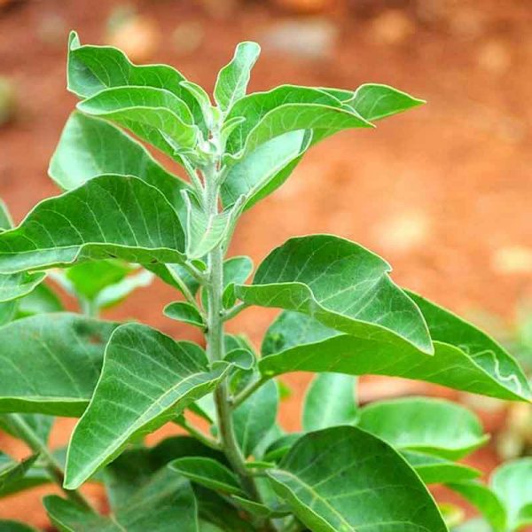 Ashwagandha  Live Plant with pot 20cm approx - First delivery - Image 2