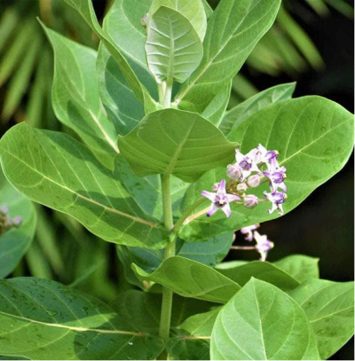 Mandar Rui,Aak,Arka,Toolaphala Purple White Flower Colour Medicinal Plant, Herb Plants, मंदर का पौधा