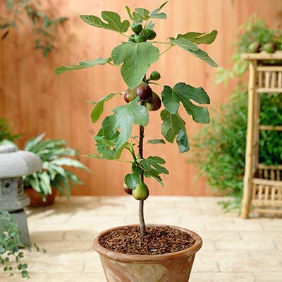 Anjeer -figs plant (Air Layered/Grafted) Live Plants