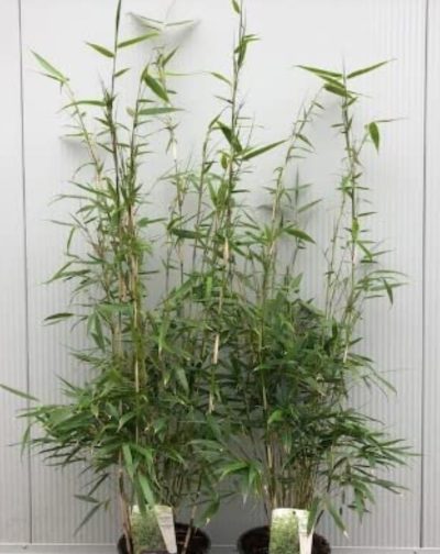 Green Small / Mini Bamboo Plant for Home Decoration ,Fast-Growing -  30cm tall - Image 3