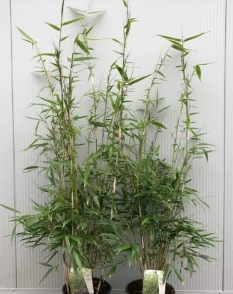 Green Small / Mini Bamboo Plant for Home Decoration ,Fast-Growing -  30cm tall - Image 3