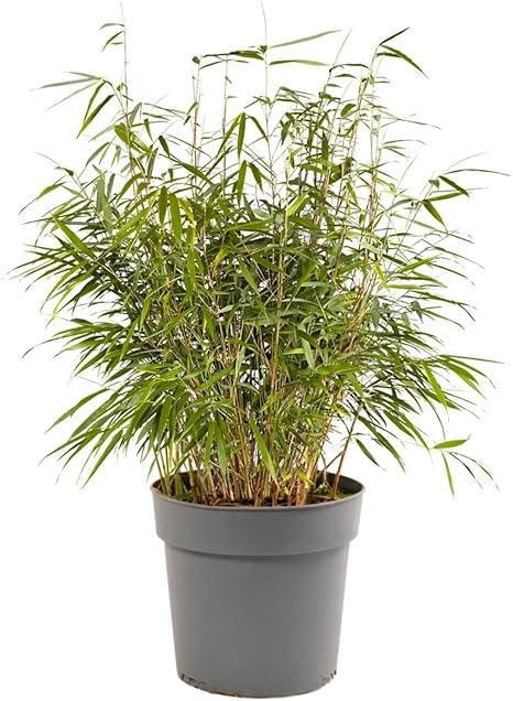 Green Small / Mini Bamboo Plant for Home Decoration ,Fast-Growing -  30cm tall