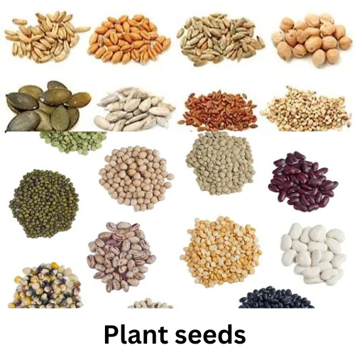 Seeds