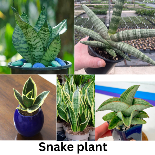 Plant