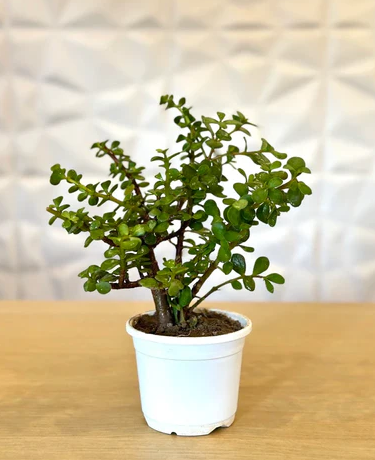 Mini Jade Plant for indoor