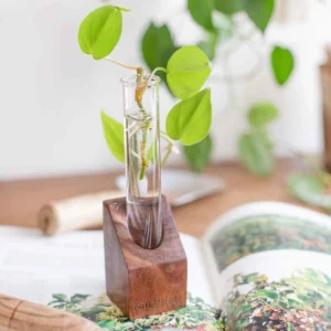 Glass Groove Solo Plant Propagation Station – Wooden Stand with Glass Tube & Money Plant