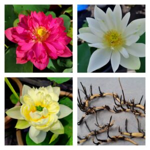 Lotus flower live tuber (3combo colour) for Home Garden