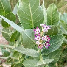 Arka Plant (Calotropis gigantea) – Mandar / Rui Plant for Home Garden - Image 3