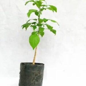 Nursery Bel Plant (Wood Apple) – Live Healthy Plant for Home Garden