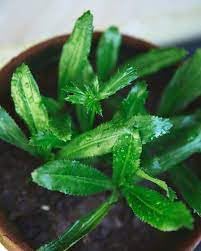 American Dhuniya Live Plant (Culantro Live Plant) With Pot – Fresh Herb Plant for Home Garden - Image 2