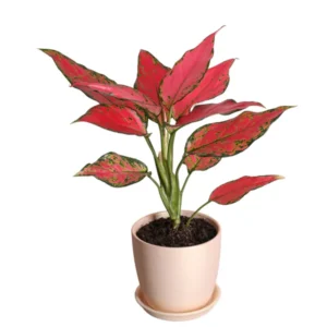 Aglaonema Pink Beauty Live Plant with tub