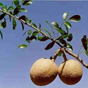Organic kaitha fruit /Wood Apple / kothbeal-fruit