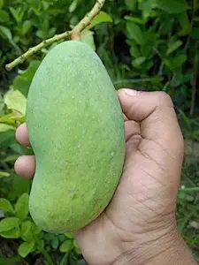 Thai All Season Mango Plant – Grafted Live Plant (Height 1–2 Feet) - Fruit After 9-12 Month All Season