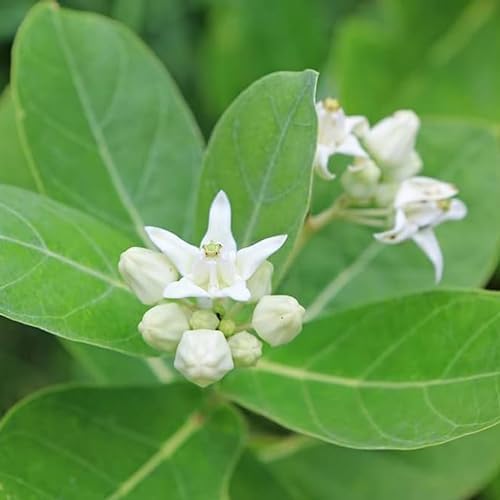 Mandar Rui Plant , Aak Plant, Toolaphala Plant – Purple & White Flowering Plant (Calotropis gigantea) for Planting and Home Gardening with Pot - Image 4