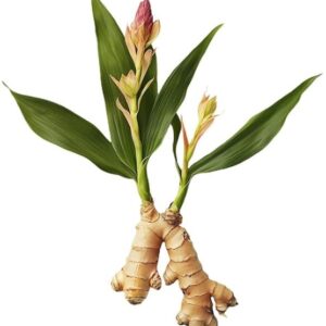 Ginger Healthy Live Herbal PLant
