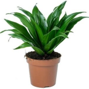Live Nursery Dracaena Compacta Live Indoor Plant With Pot