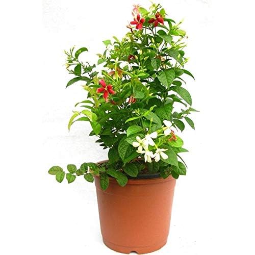 Rangoon Creeper (Madhumalati Vine) – Live Creeper & Climber Plant for Home Garden - Image 4