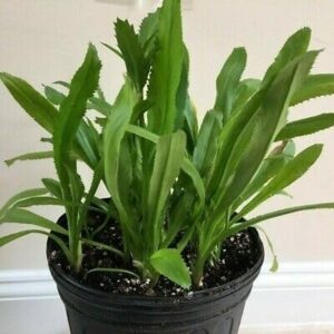 American Dhuniya Live Plant (Culantro Live Plant) With Pot – Fresh Herb Plant for Home Garden