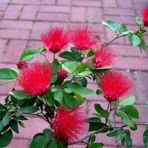 Powder Puff Flower Healthy Plant for Home Garden With Tub