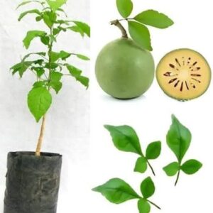 Nursery Bel Plant  – Live Healthy Plant for Home Garden