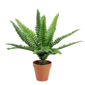 Fish Tail Fern Live Plant with pot