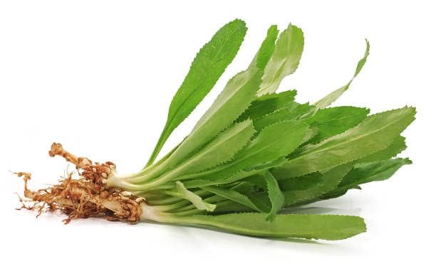 American Dhuniya Live Plant (Culantro Live Plant) With Pot – Fresh Herb Plant for Home Garden - Image 3