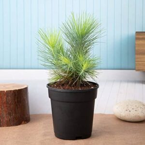Pine Tree Himalayan Long Leaves live Air Purifier Indoor Plant