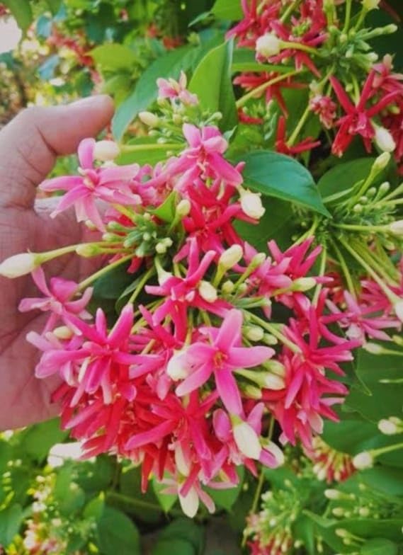 Rangoon Creeper (Madhumalati Vine) live plant - Creepers & Climbers - Image 4