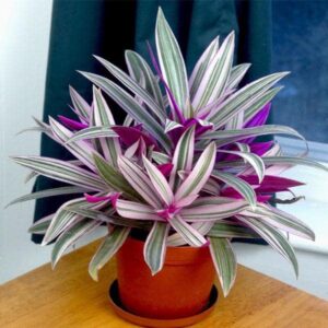 Rhoeo Plant (Tradescantia spathacea) with Pot for Home Garden & Balcony