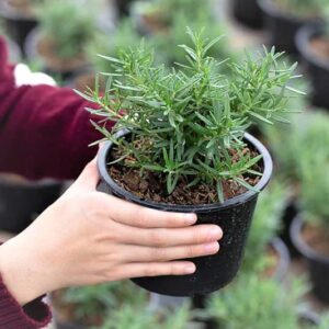 Rosemery/गुलमेहेंदी/Rusmary Live Fresh Plant with tub