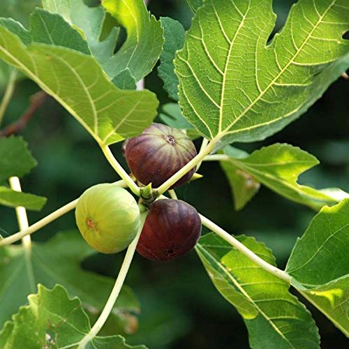 Anjeer / Fig Grafted Plant – Live Healthy Plant for Home Garden - Image 3