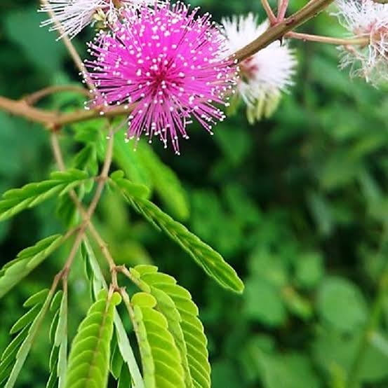 Lojjaboti Plant / Touch-Me-Not / Chui-Mui Plant (Mimosa pudica) – Live Plant With Pot for Home & Garden Balcony With Pot - Image 2