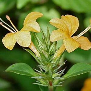 Vajradanti/Jhinti/Mullu Goranti/Shemmuli Herbal Live Plant with tub