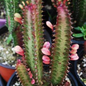 Red Mansa/Red Euphorbia Trigona Healthy Plant with tub