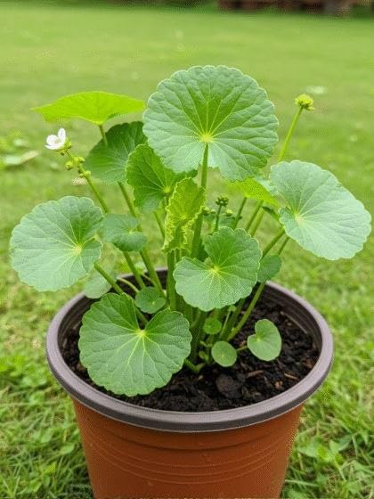 Gotu Kola (Centella asiatica) Leave's Plant With Pot | 100% Chemical-Free Organic Garden Fresh Herb Plant for Home Garden - Image 2