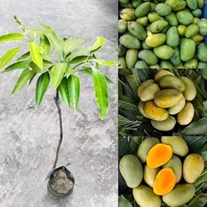 Sweet Chaunsa / Chausa Mango Grafted – Healthy Live Plant for Home Garden