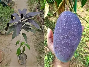Grafted Black Kasturi Healthy Mango Live Plant for Home Garden