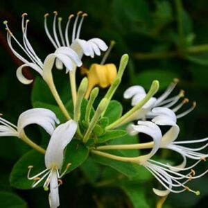 Honeysuckle Vine Flower Healthy Plant for Home Garden