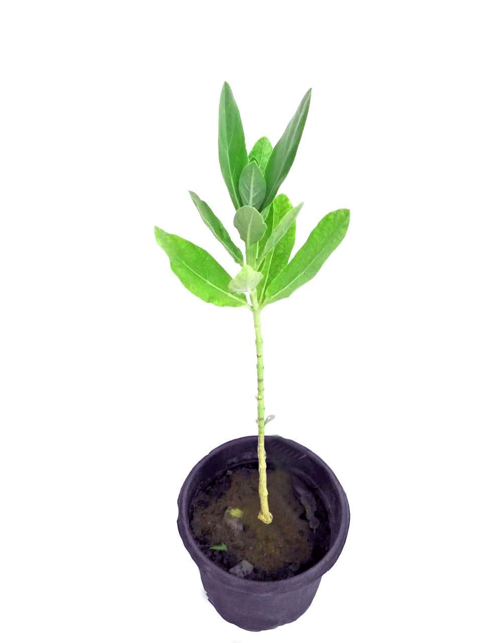 Mandar Rui Plant , Aak Plant, Toolaphala Plant – Purple & White Flowering Plant (Calotropis gigantea) for Planting and Home Gardening with Pot - Image 2