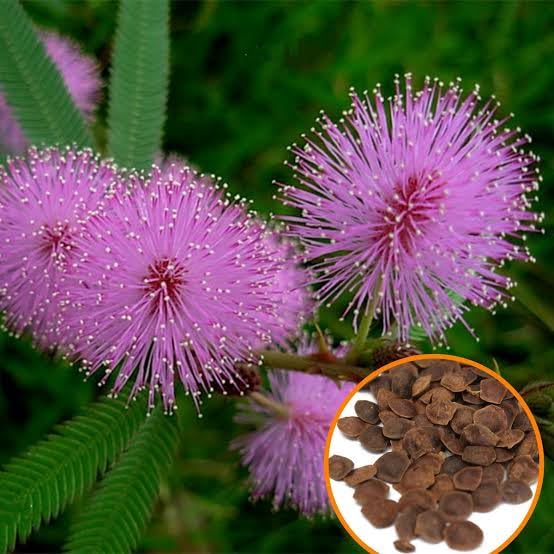 Lojjaboti Plant / Touch-Me-Not / Chui-Mui Plant (Mimosa pudica) – Live Plant With Pot for Home & Garden Balcony With Pot - Image 3