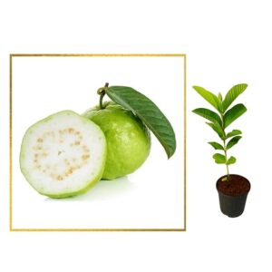 Guava L49 White Hybrid Plant for home garden