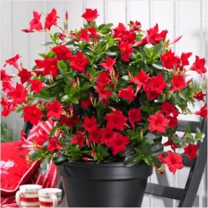 Mandevilla Flower Live Nursery Plant with pot